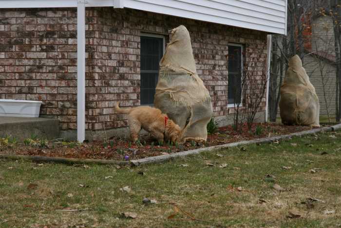 Wrap evergreens with burlap and twine to protect the plants from getting damaged by a heavy snow pack. This wrap also protects evergreens from hungry deer.