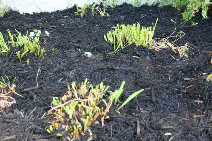 A thick layer of bark mulch will discourage weed growth next spring.