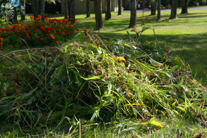A pile of leaves pulled from the garden - this pile will become rich compost by late spring.