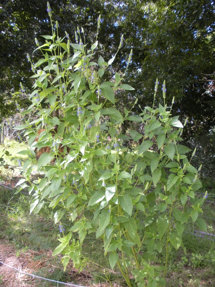 How tall does your chia grow? My organic chia plants grow as tall as an adult.