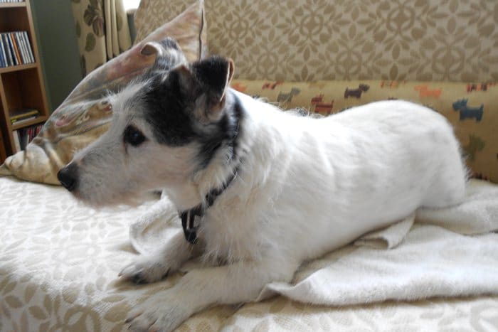 The smell of dog urine when an elderly dog has the occasional accident need not be a problem. Clean-up is easy with the simple tips in this article!