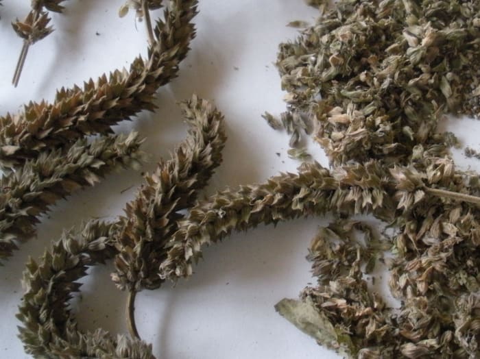 Dried chia flower heads, ready for seed separation. Picked at the right time and allowed to dry, the chia seeds are easy to separate and collect.