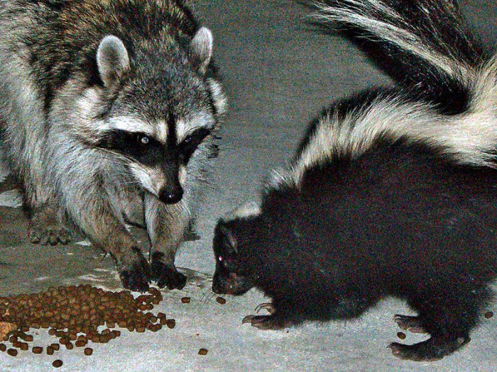 Racoon and Skunk.