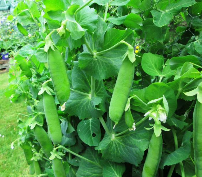 How to Grow Peas on a Trellis in a Small Garden Dengarden Home and