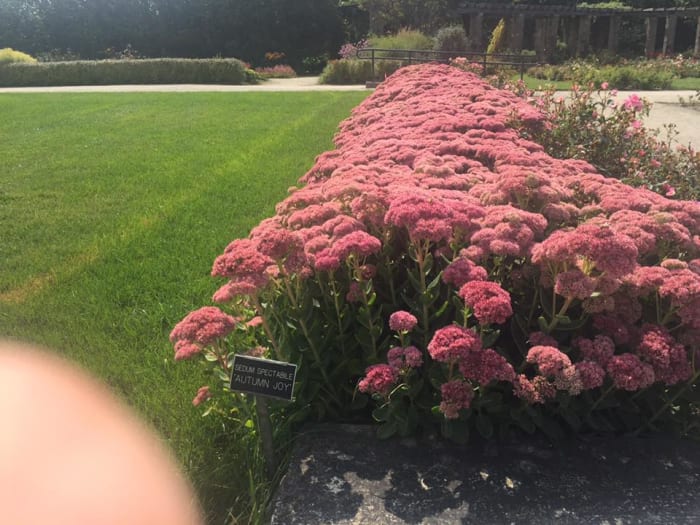 Sedum "Autumn Joy" planted in masses at the Milwaukee Boerner Botanical Gardens.