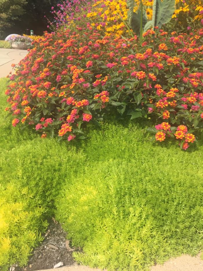 Early September: mums paired with creeping sedum at the Boerner Botanical Gardens.