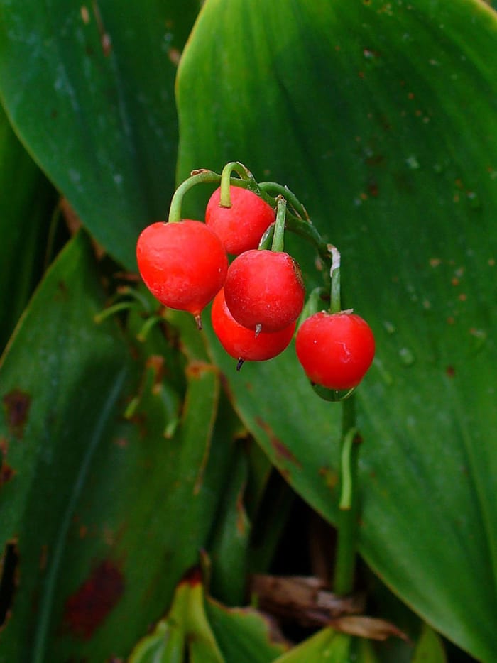Lily of the valley produces berries in the fall which are poisonous. Keep children and pets away from them.
