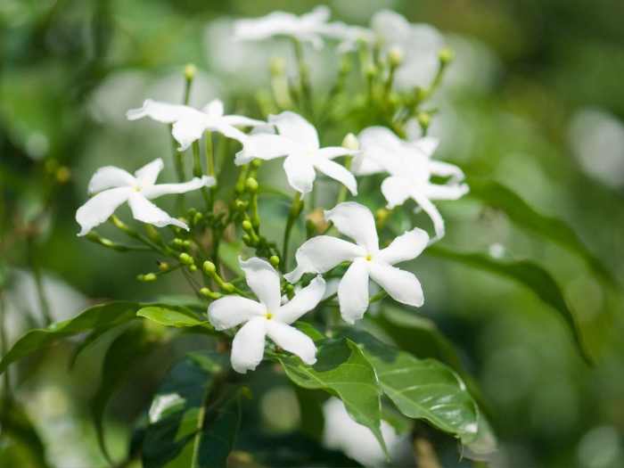 The common white jasmine was brought back to England from India by explorer Vasca da Gama in the 16th century. It soon became a hit with English gardeners who were wild about the fragrance and the beautiful flowers that bloom from summer into fall.