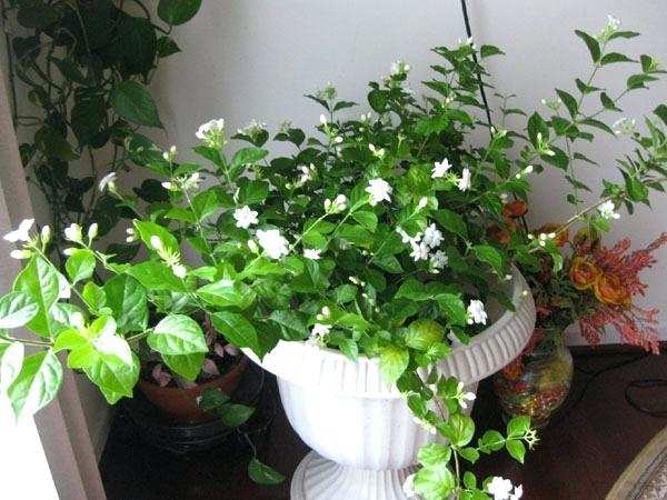 This is an Arabian jasmine plant in a container. Despite its English common name, Jasminum sambac is not originally native to Arabia. This plant loves optimum amounts of humidity.