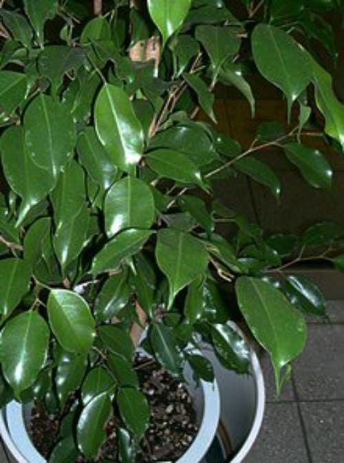 Delicate plants like ficus are very wary of any movement. Find the right spot and keep them in one place.
