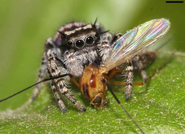 Spiders eat hundred of tons of insects each year so don't panic when you see one; just let him get rid of some of your garden pests. Most spiders complete their life cycle in one year so leave them alone; most of them are harmless to humans.