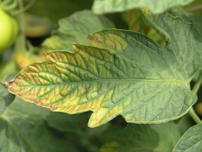Potassium deficiency on a tomato plant. Do not confuse it with the V-shaped verticillium wilt fungal infection.