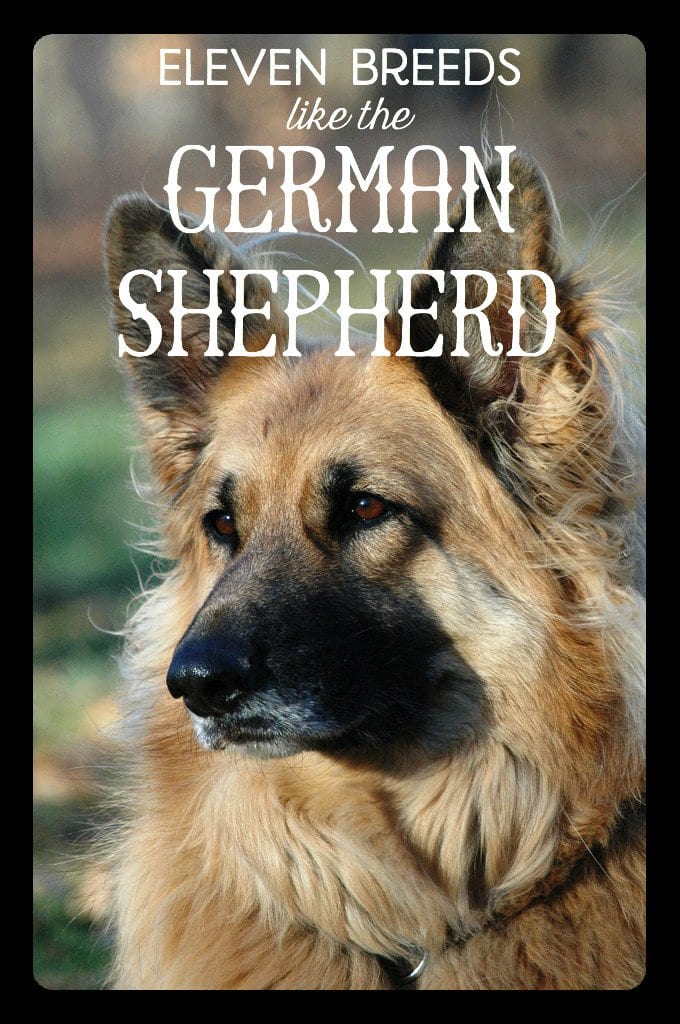 A King Shepherd are bigger and more muscular than German Shepherds, but they are also more friendly and intelligent.