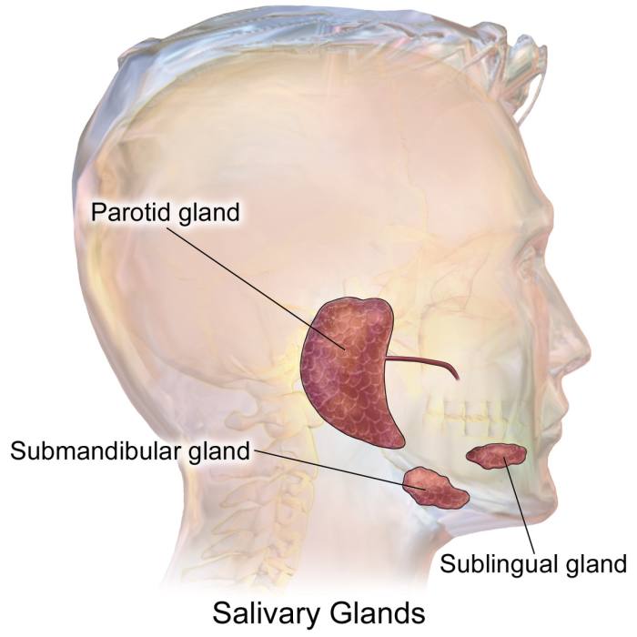 Saliva is made by the salivary glands. It's a very important substance for keeping the mouth healthy.