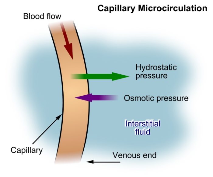 Substances such as oxygen and nutrients leave a capillary and enter the interstitial fluid around cells. Substances such as waste move in the opposite direction.