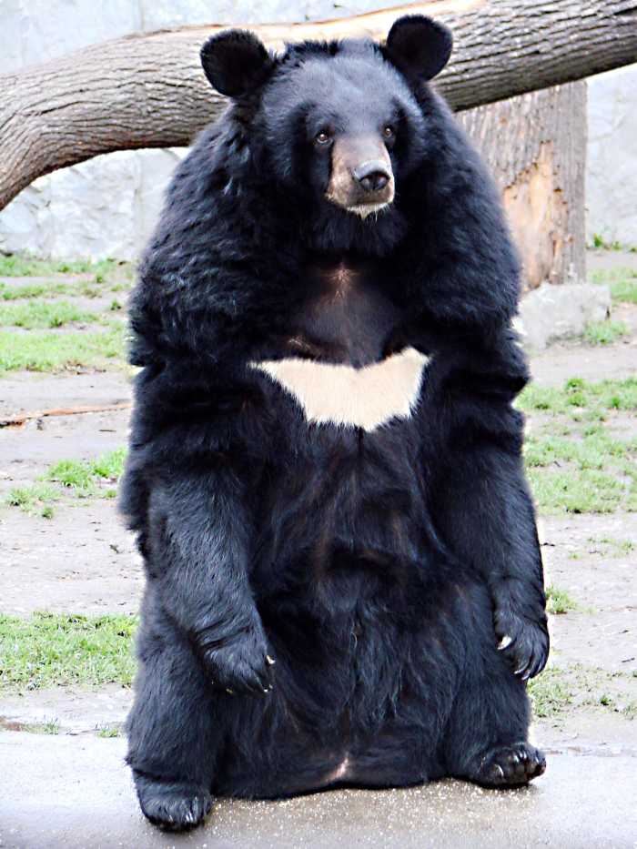 Ursodeoxycholic acid is a bile acid used to treat gallstones and was first found in bear bile. Today it's made artificially. This is Ursus thibetanus, or the Asian black bear.