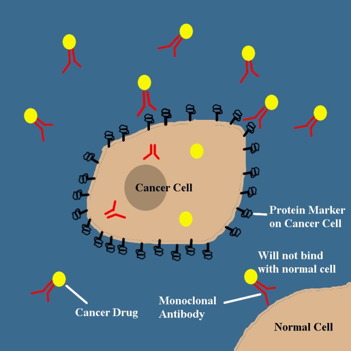 Monoclonal antibodies are able to target specific markers on cancer cells to deliver drugs or radioactive isotopes. The antibodies will not affect normal cells.