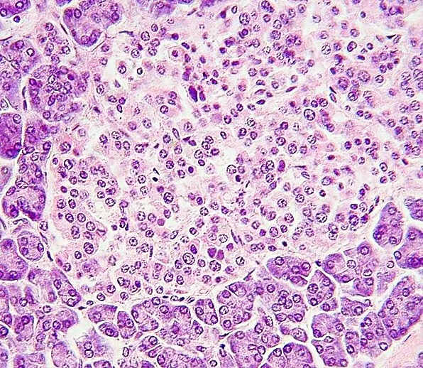 An islet of Langerhans or pancreatic islet (the paler area in this stained slide) makes both glucagon and insulin.