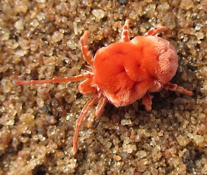 A giant red velvet mite in Africa; the body of a mite appears to have one section, unlike a spider's body, which has two sections
