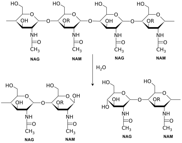 Lysozyme breaks some of the bonds between the peptidoglycans in the bacterial cell wall. NAG stands for N-acetylglucosamine and NAM stands for N-acetylmuramic acid.