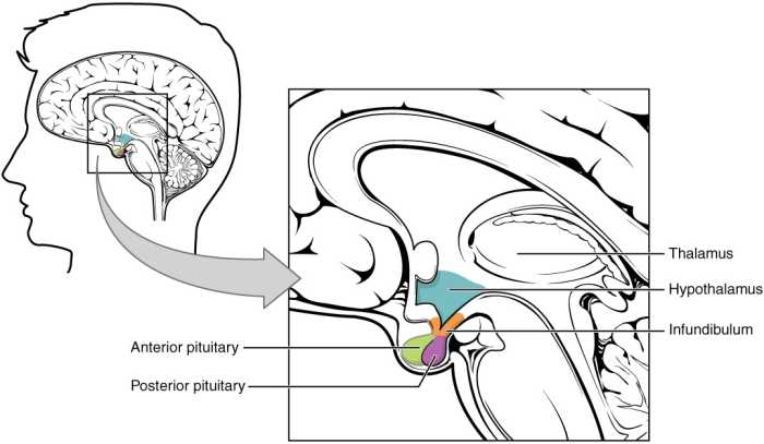 Antidiuretic hormone is made by the hypothalamus and stored in the posterior pituitary. The hormone causes reabsorption of water in the kidneys so that the water isn't lost from the body in urine.
