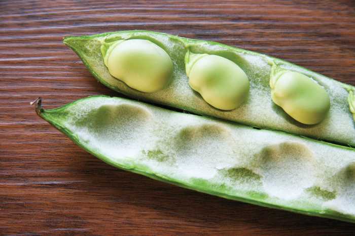 Broad or fava beans can darken urine.