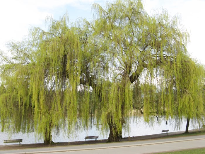 A weeping willow in early spring beside Lost Lagoon; this section of the lagoon is quite open and is the place where people like to feed the birds