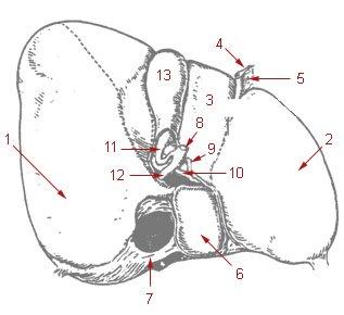 Underside of the liver