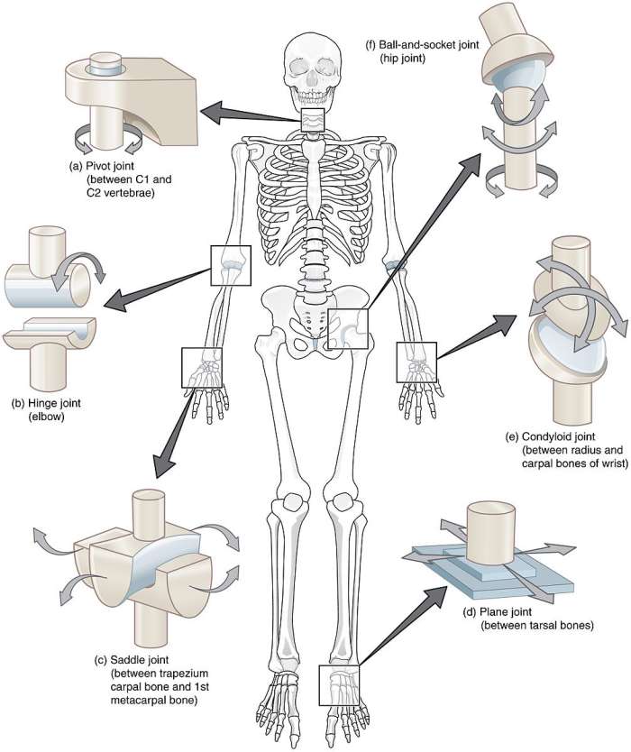 There are six types of synovial joints. They are classified according to their structure and the way in which they work.