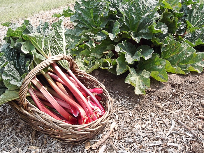 Rhubarb stalks make a nice dessert when sweetened, but the leaves of the plant are very high in oxalic acid and shouldn't be eaten.
