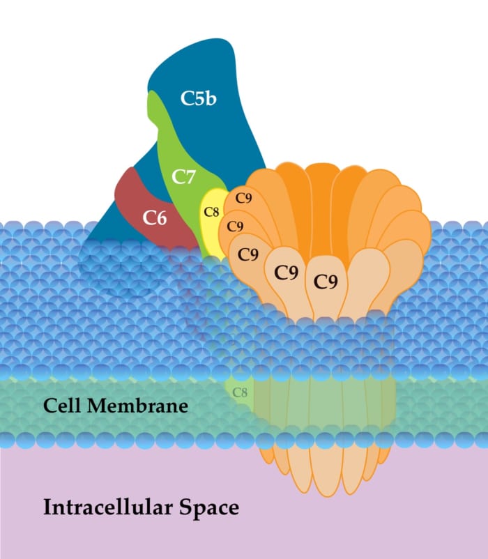 A representation of the membrane attack complex formed by the complement cascade; the letters and numbers represent proteins