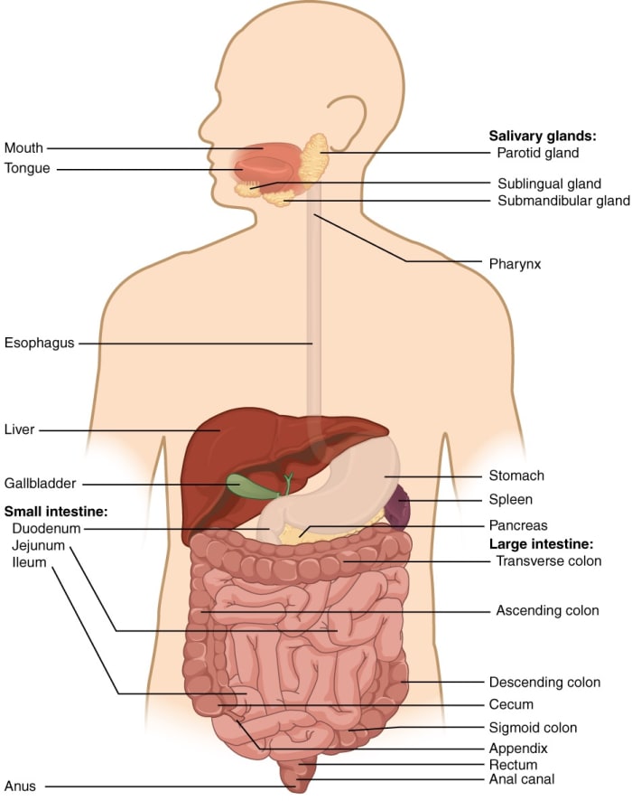 The esophagus is connected to the stomach. A circular muscle called the lower esophageal sphincter is present at this location.