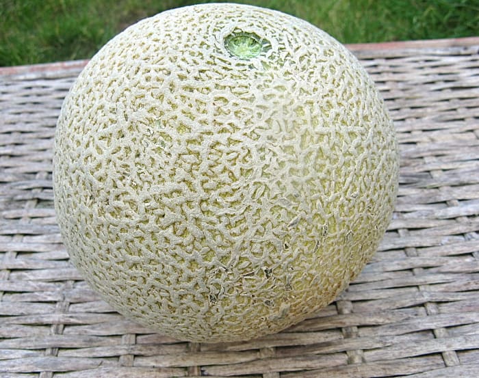In 2011, there was a deadly listeriosis outbreak in the United States caused by infected cantaloupe.