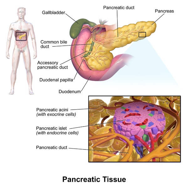 Insulin is made by beta cells in the pancreatic islets, which are also called the islets of Langerhans. (The acini make digestive enzymes.)