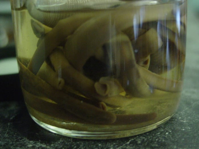 Leeches and maggots are FDA approved devices. A medical device under US law is any item that is intended to diagnose, treat, cure, prevent, or alleviate a disease or condition.