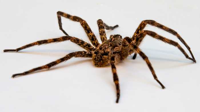There are many different kinds of wolf spiders. They're usually hairy, gray, brown, or black with stripy colored markings on their bodies. Not including their legs, they range in size from 0.4 to 1.38 inches (10 to 35 mm).