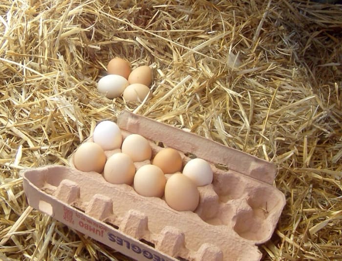 Eggs are a nutritious food and are sometimes recommended as part of a healthy diet, but they are allergenic for some people.
