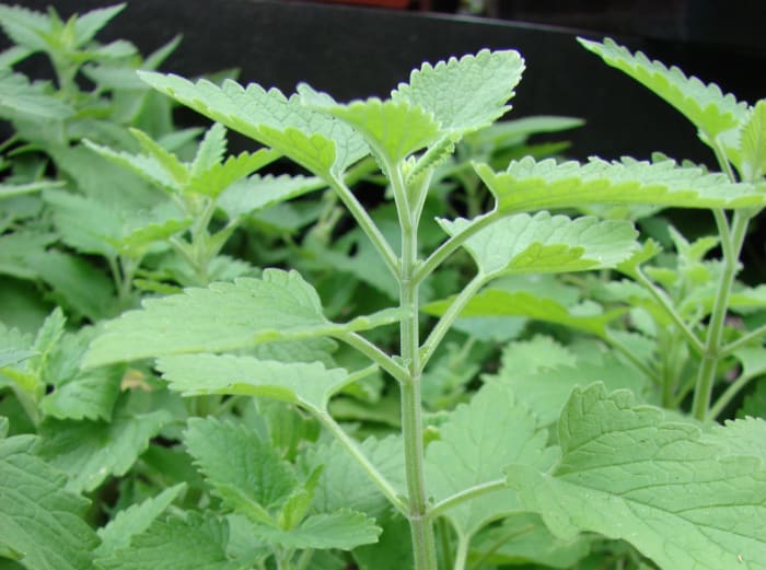 Catnip is a small herbaceous plant of Europe and Asia. It contains the chemical nepetalactone which is attractive to cats who lick and chew the leaves causing them to writhe in ecstasy.