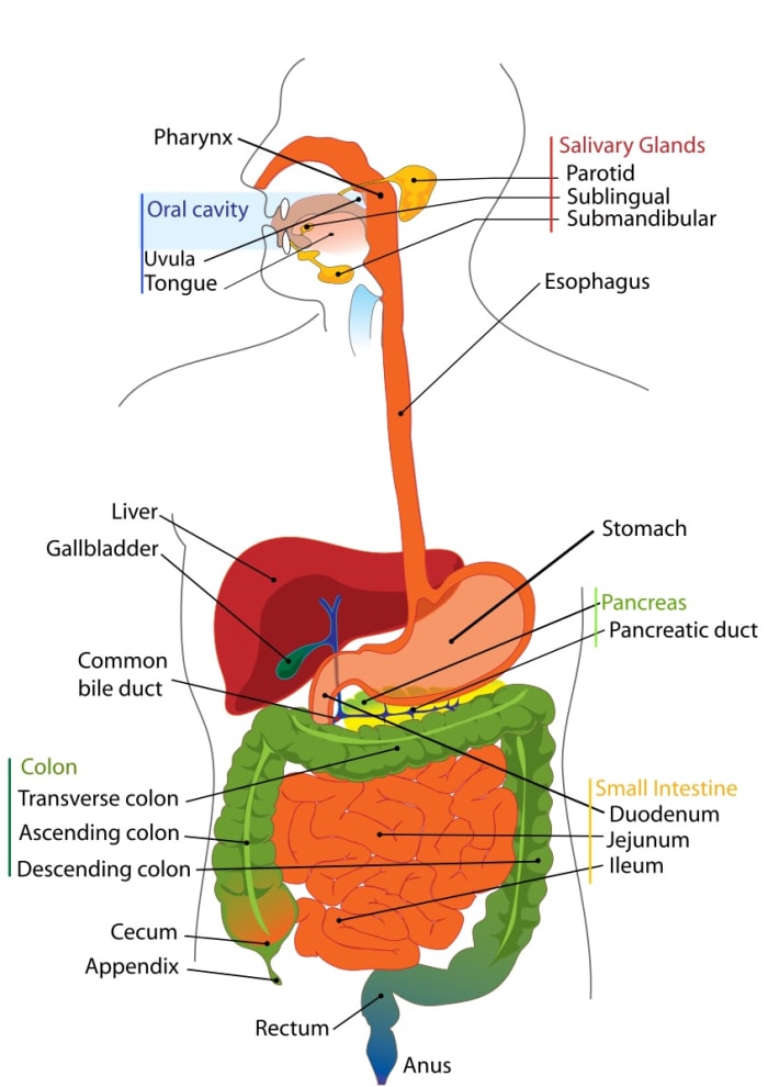 Polysorbate 80 may affect gut bacteria in the human gastrointestinal or digestive tract.
