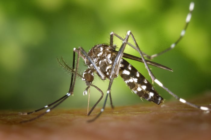 An Asian tiger mosquito beginning its meal