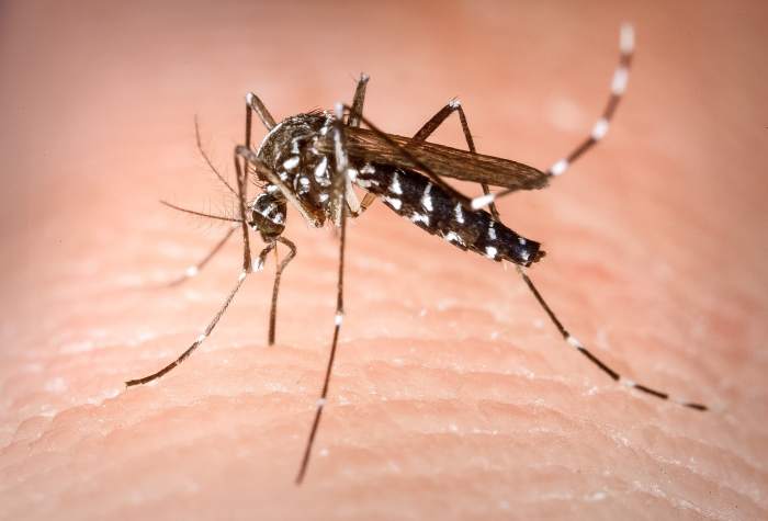 Aedes albopictus