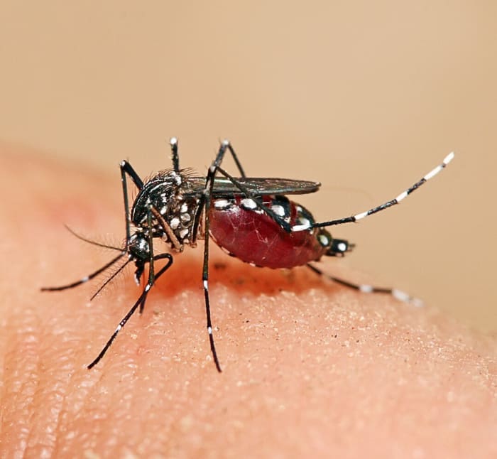 Aedes aegypti feeding on human blood; photo by Muhammad Mahdi Karim