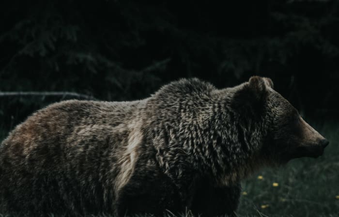 You can basically blame like 95% (not a scientific number) of your period problems on bears.