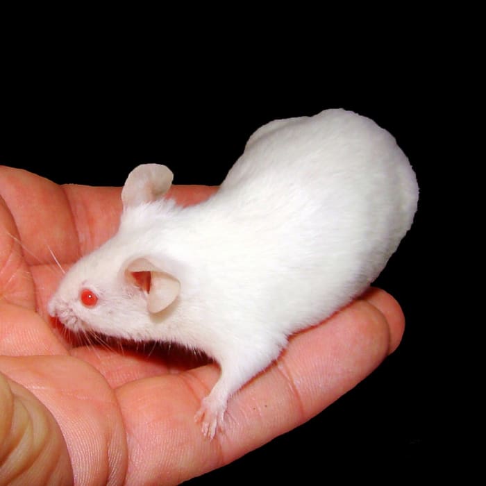 Many Fox protein discoveries have been made in mice.