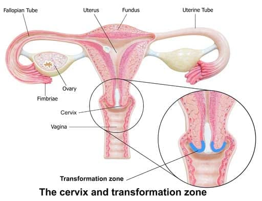 The transformation zone increases in size according to the phase of life. Post-menopausal women have larger transformation zones.