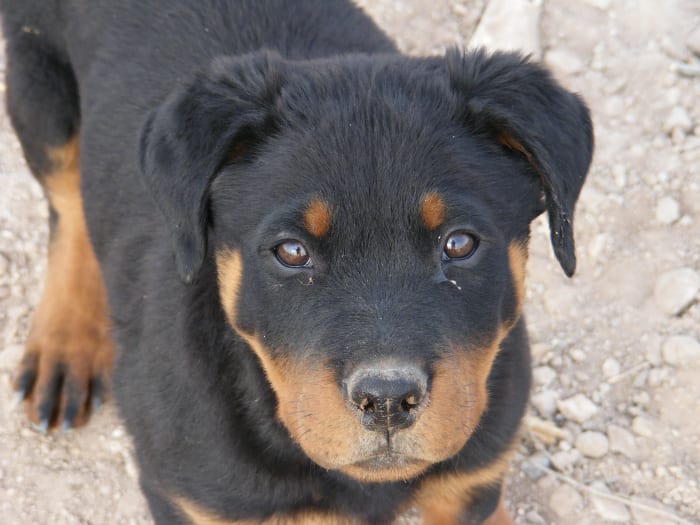 Rottweilers are unfortunately very prone to getting parvo.