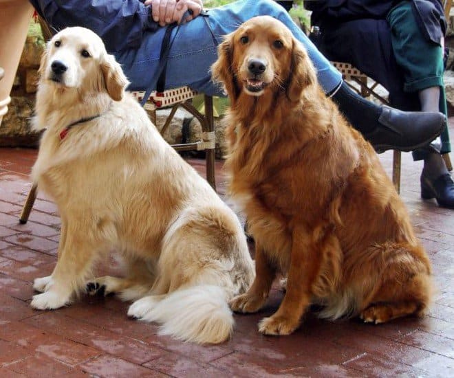 I Golden Retriever sono soggetti a rottura della milza da emangiosarcoma.