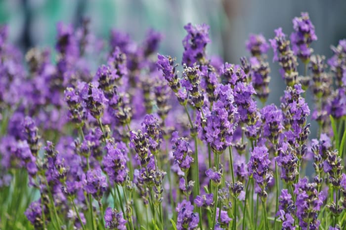 Bath and aromatherapy products that contain Lavender essential oil make thoughtful gifts for people who have a hard time falling asleep.