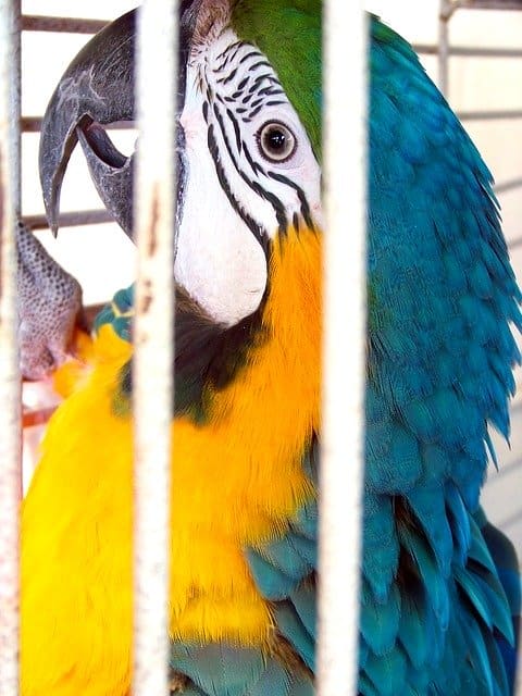 "Help! I'm locked in!" Birds like this blue and yellow macaw may be reluctant to go back inside their cages once they're out, but there are some techniques you can use.