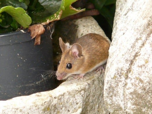 A wood mouse. This type of mouse is very common across Europe and northwestern Africa. It also known as a field mouse, common field mouse, long-tailed field mouse, and European wood mouse.